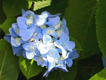 Japanese Flowers, JPG Japanese Flowers, JPG