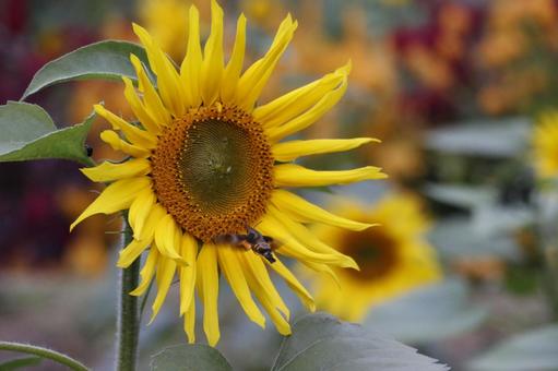 ひまわり ひまわり,向日葵,ヒマワリの写真素材