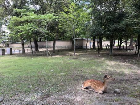 東大寺 東大寺,奈良,鹿の写真素材
