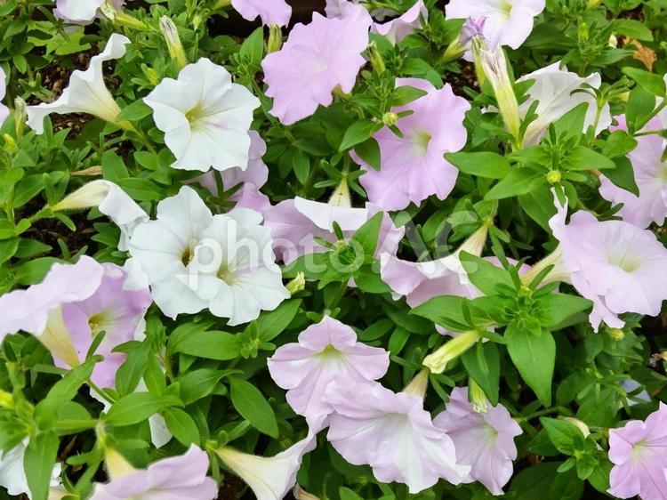 白やピンクのペチュニアが咲いた 花,ペチュニア,白の写真素材