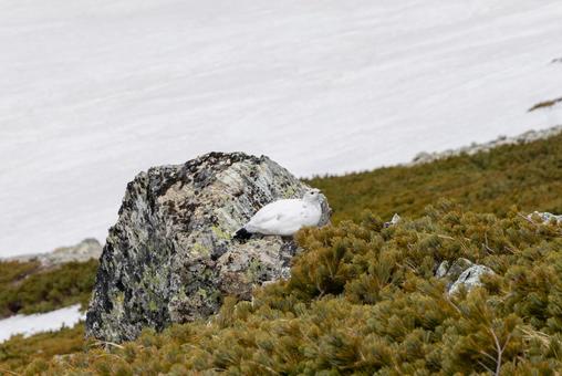 立山の雷鳥 立山の雷鳥の写真