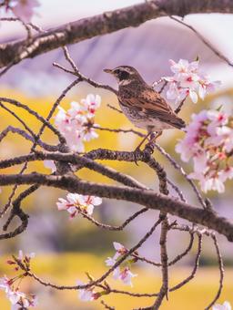 桜と鳥 桜と鳥の写真