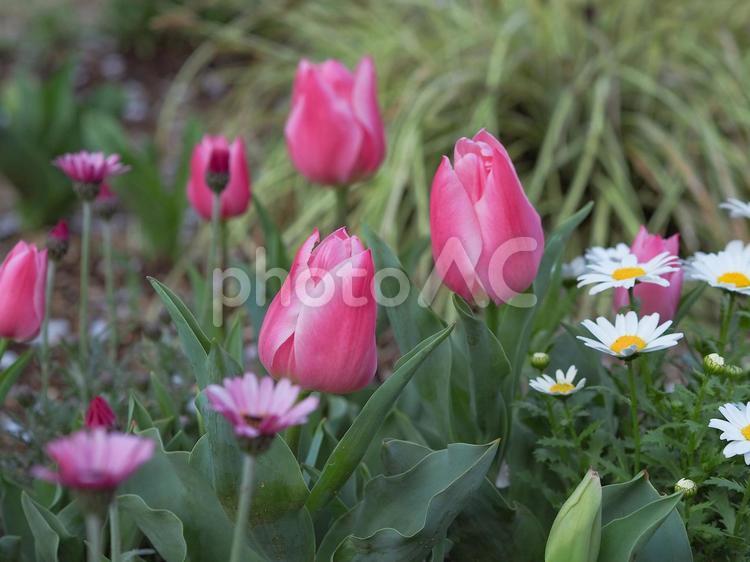 メインにピンクのチューリップが植えられている花壇 チューリップ,緑,花の写真素材