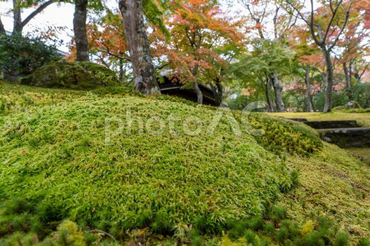 秋の箱根散策 紅葉,もみじ,モミジの写真素材