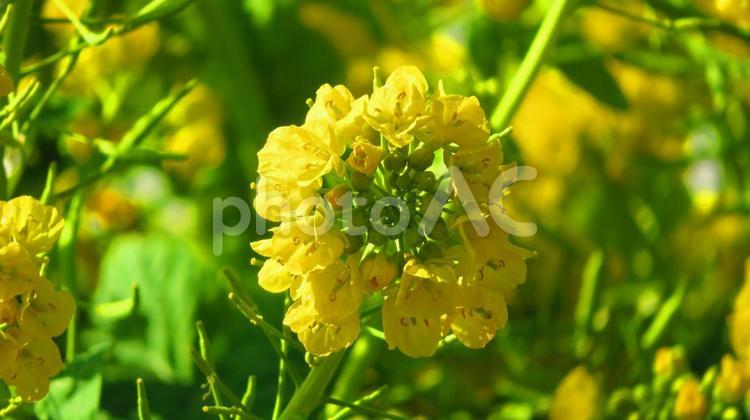 冬の菜の花畑 背景,菜の花,畑の写真素材