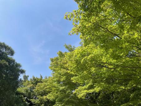 青空と新緑 青空と新緑 青空,新緑,緑の写真素材
