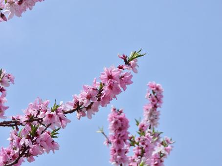 桃の花 背景,自然,素材の写真素材