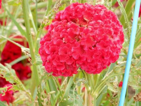 【花の写真】赤いケイトウの花 【花の写真】赤いケイトウの花の写真