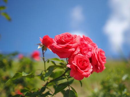 バラ園にて赤い薔薇を撮影した写真 バラ園にて赤い薔薇を撮影した写真の写真