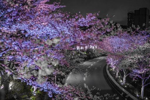 Cherry blossoms at night and winding road in Roppongi, JPG Cherry blossoms at night and winding road in Roppongi, JPG