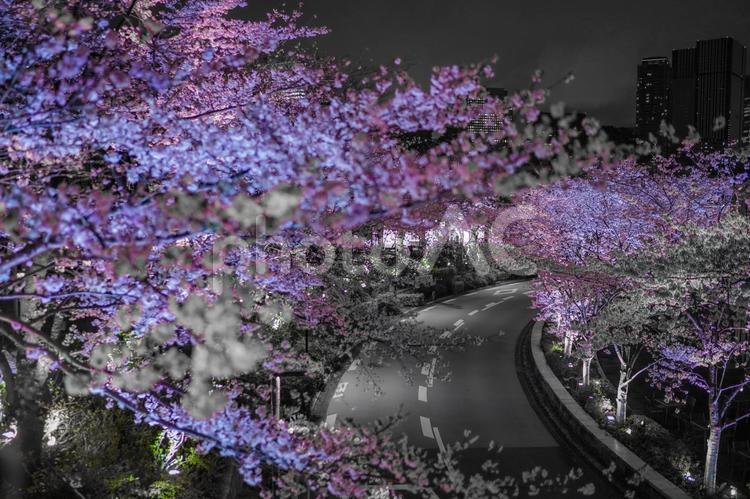 六本木の夜桜と曲がり道 桜,夜桜,ライトアップの写真素材