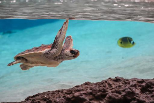 アカウミガメ アカウミガメの写真