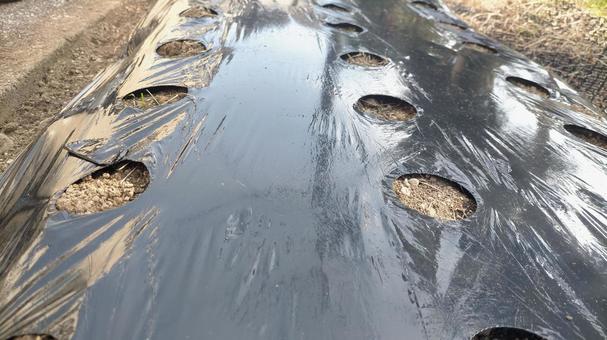 穴開きマルチシート 穴あきマルチシート,農業用穴あきマルチ,穴あきマルチの写真素材