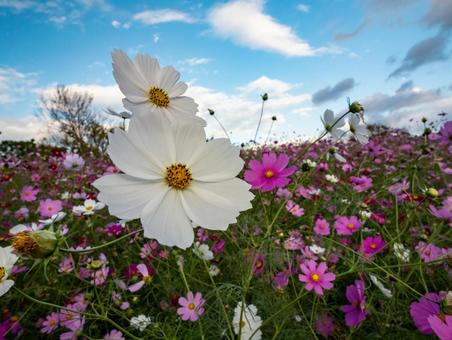 コスモス202509 コスモス,秋,秋空の写真素材