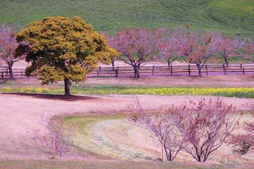 緑と菜の花の春の風景の写真