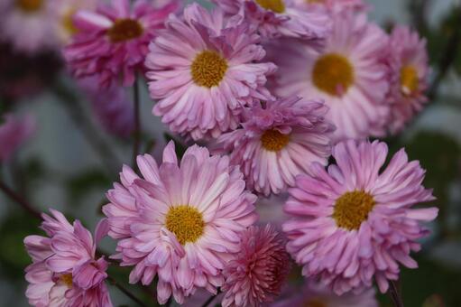 アスター 菊,花,植物の写真素材