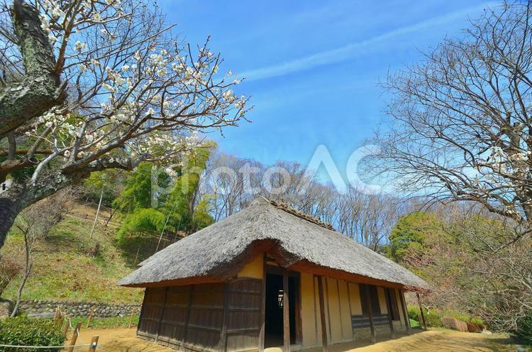 古民家と梅の花 古民家,梅の花,うめの写真素材