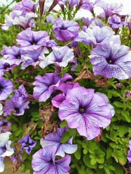 紫のペチュニア 紫のペチュニア ペチュニア,自然,花の写真素材