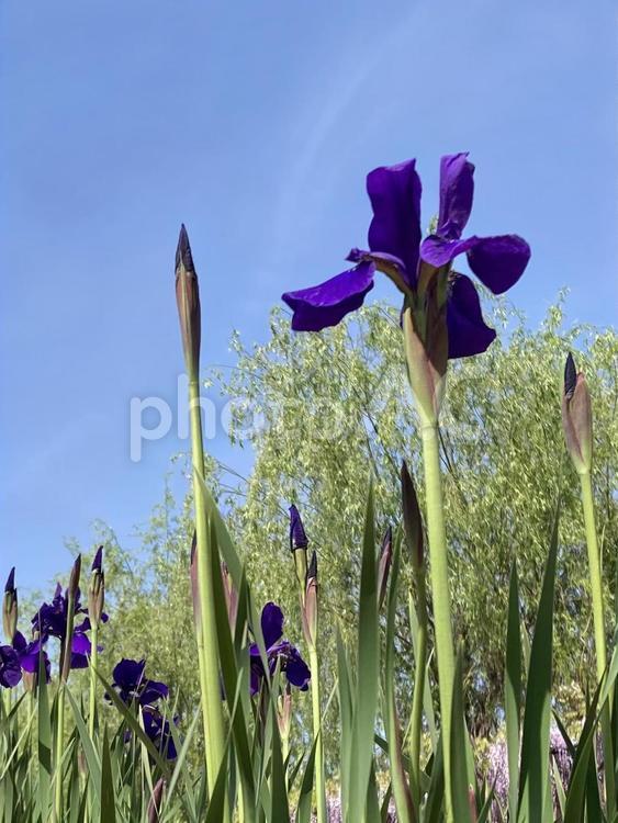 春の青空に映えるあやめの花 あやめ,アヤメ,花の写真素材