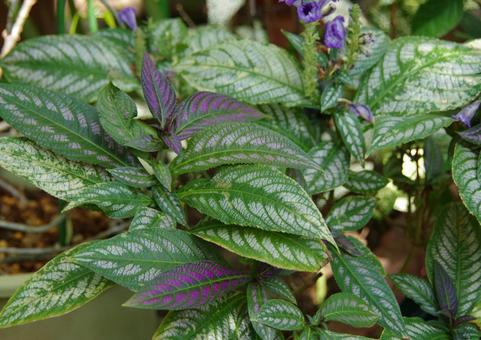 ウラムラサキ ウラムラサキ,裏紫,ストロビランテス・ダイエリアヌの写真素材