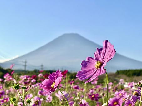 コスモスの写真