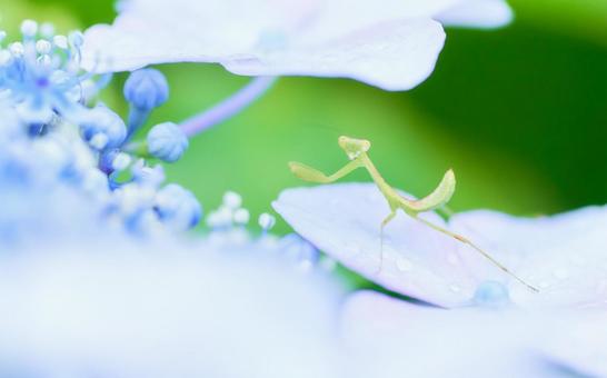 水色紫陽花の上に小さなカマキリ 水色紫陽花の上に小さなカマキリの写真