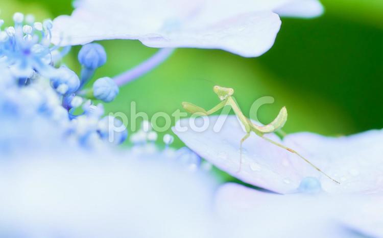 水色紫陽花の上に小さなカマキリ アジサイ,カマキリ,紫陽花の写真素材