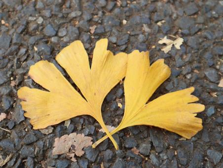 黄色いイチョウ 秋,紅葉,めぶきの写真素材