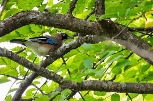 カケス⑽ カケス⑽ 野鳥,カケス,鳥類の写真素材