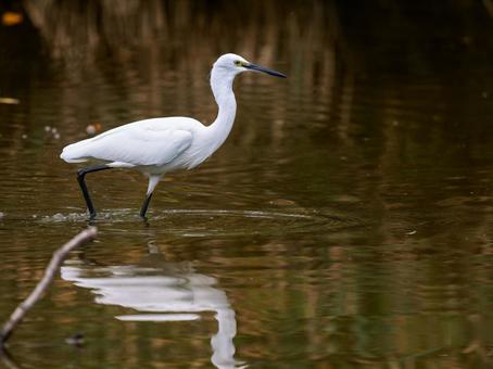 水辺のコサギ 水辺のコサギ コサギ,鳥,野鳥の写真素材