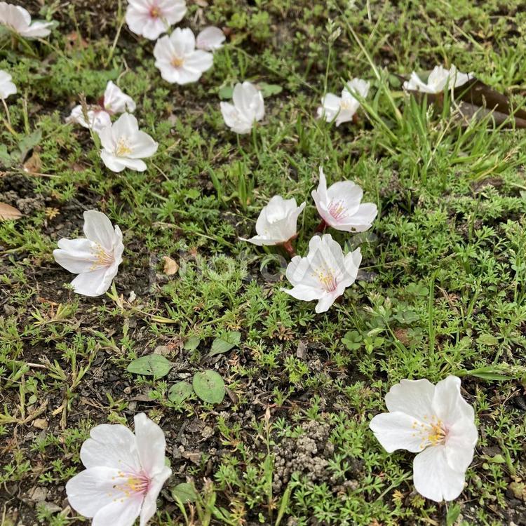 桜の落とし物 桜,さくら,花の写真素材