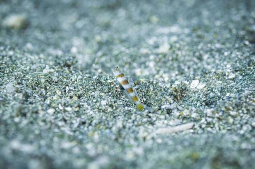 砂紋にとけ込む小さなハゼ ハゼ,幼魚,稚魚の写真素材