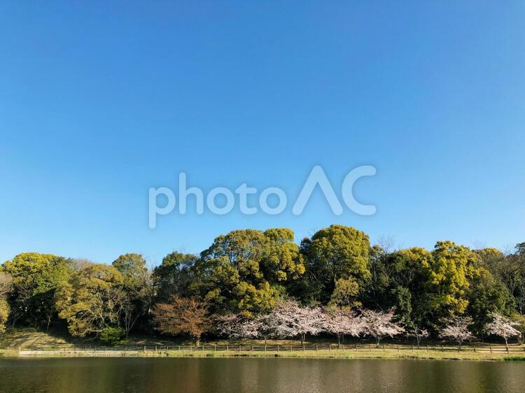 湖畔と桜の風景_02 桜,池,空の写真素材