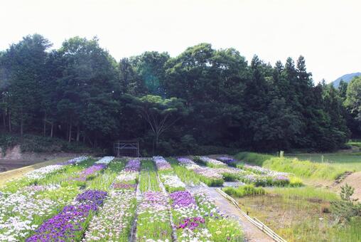 菖蒲の花咲く場所の写真