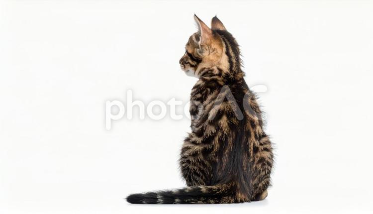 子猫の後ろ姿のポートレート 子猫,仔猫,猫の写真素材