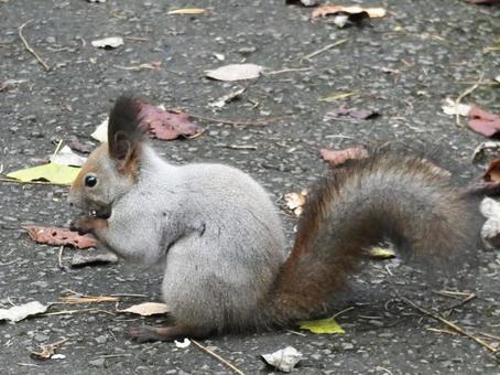 北海道に生息の可愛いエゾリス エゾリス,リス,栗鼠の写真素材