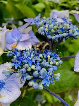 あじさいとハチ あじさいとハチ 紫陽花,花,自然の写真素材