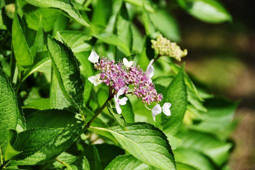 カシワバアジサイ（柏葉紫陽花） カシワバアジサイ,柏葉紫陽花,アジサイ科の写真素材