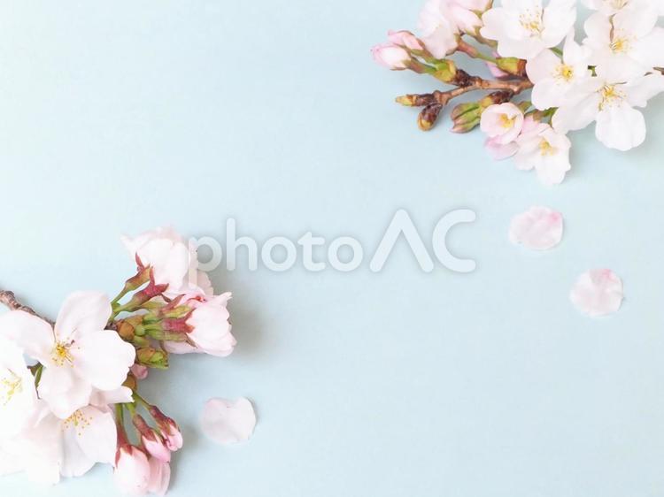 桜と淡い水色の背景素材 桜,春,フレームの写真素材