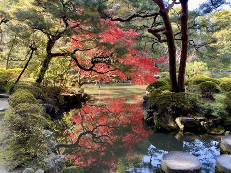 平安神宮神苑 平安神宮神苑 平安神宮,紅葉,もみじの写真素材
