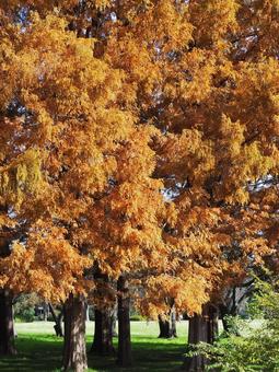 水元公園の紅葉・メタセコイアの森・葛飾区の写真