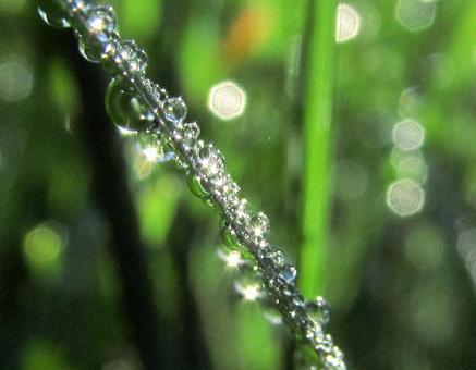 水滴と緑の葉と朝の光 水滴と緑の葉と朝の光の写真
