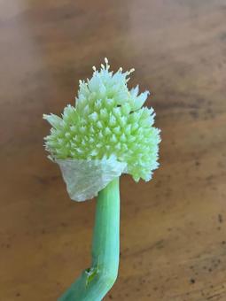 玉ねぎの芽 玉ねぎの芽 田舎,学び,思い出の写真素材