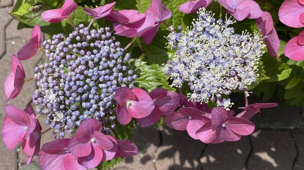 ガーデニングの紫陽花② 紫陽花,アジサイ,あじさいの写真素材