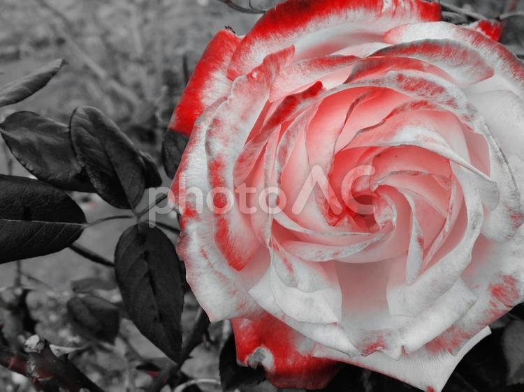 バラ バラ,花,薔薇の写真素材
