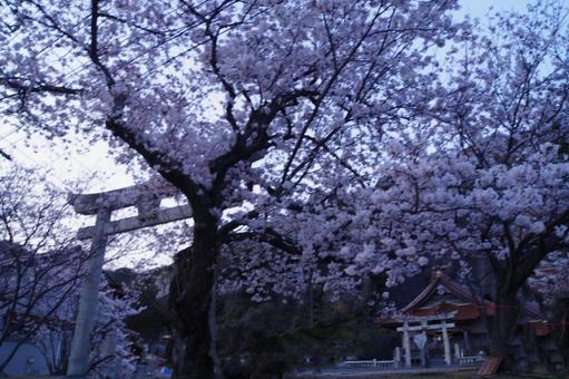 桜咲く 桜咲くの写真