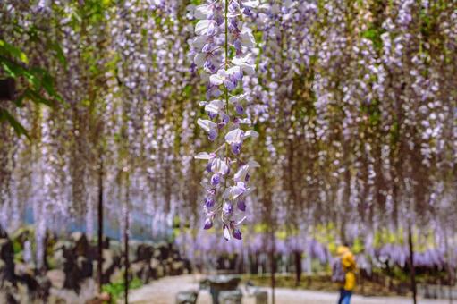 骨波田の藤棚の藤の花66 骨波田の藤棚の藤の花66の写真