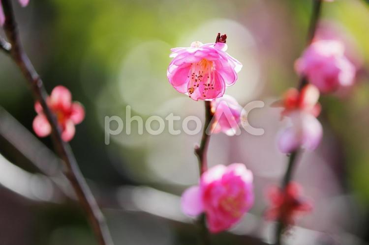 春の訪れを告げる梅の花 梅,春,花の写真素材