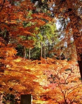 紅葉　長野県　清水寺 紅葉,長野県,清水寺の写真素材