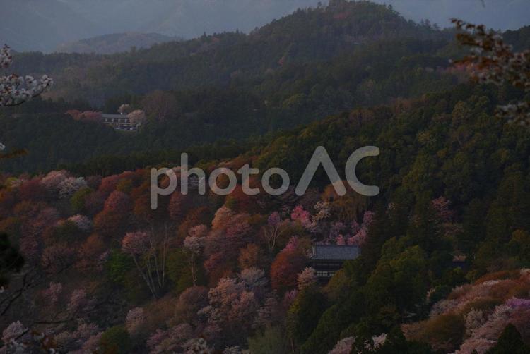 桜の風景 桜,自然,木の写真素材